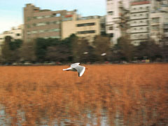 FLYING BIRD