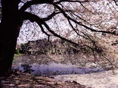 SAKURA